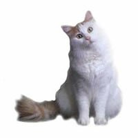 turkish_van.jpg